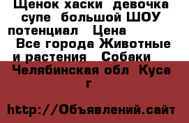 Щенок хаски, девочка супе, большой ШОУ потенциал › Цена ­ 50 000 - Все города Животные и растения » Собаки   . Челябинская обл.,Куса г.